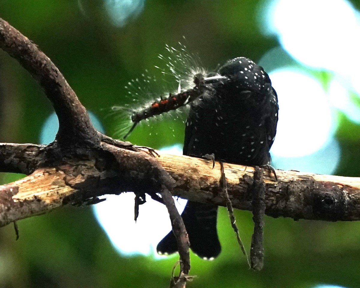 Square-tailed Drongo-Cuckoo - ML621012528