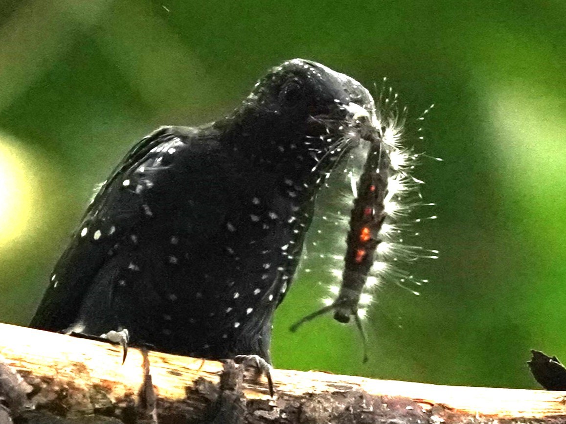 Square-tailed Drongo-Cuckoo - ML621012529