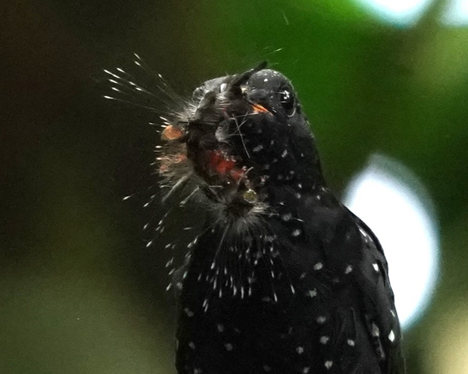 Square-tailed Drongo-Cuckoo - ML621012530