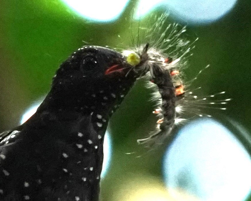 Square-tailed Drongo-Cuckoo - ML621012531