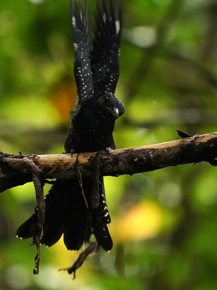 Square-tailed Drongo-Cuckoo - ML621012532
