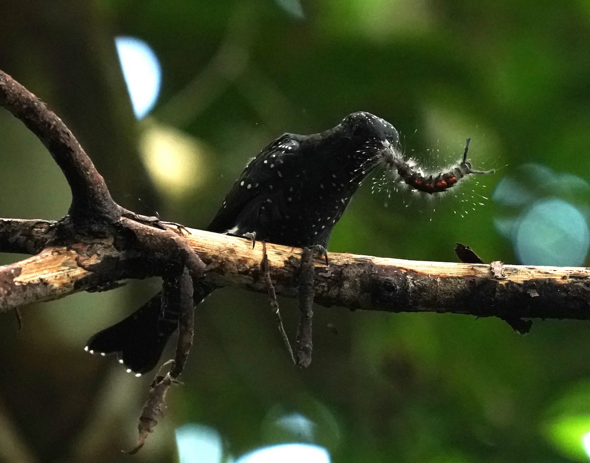 Square-tailed Drongo-Cuckoo - ML621012533