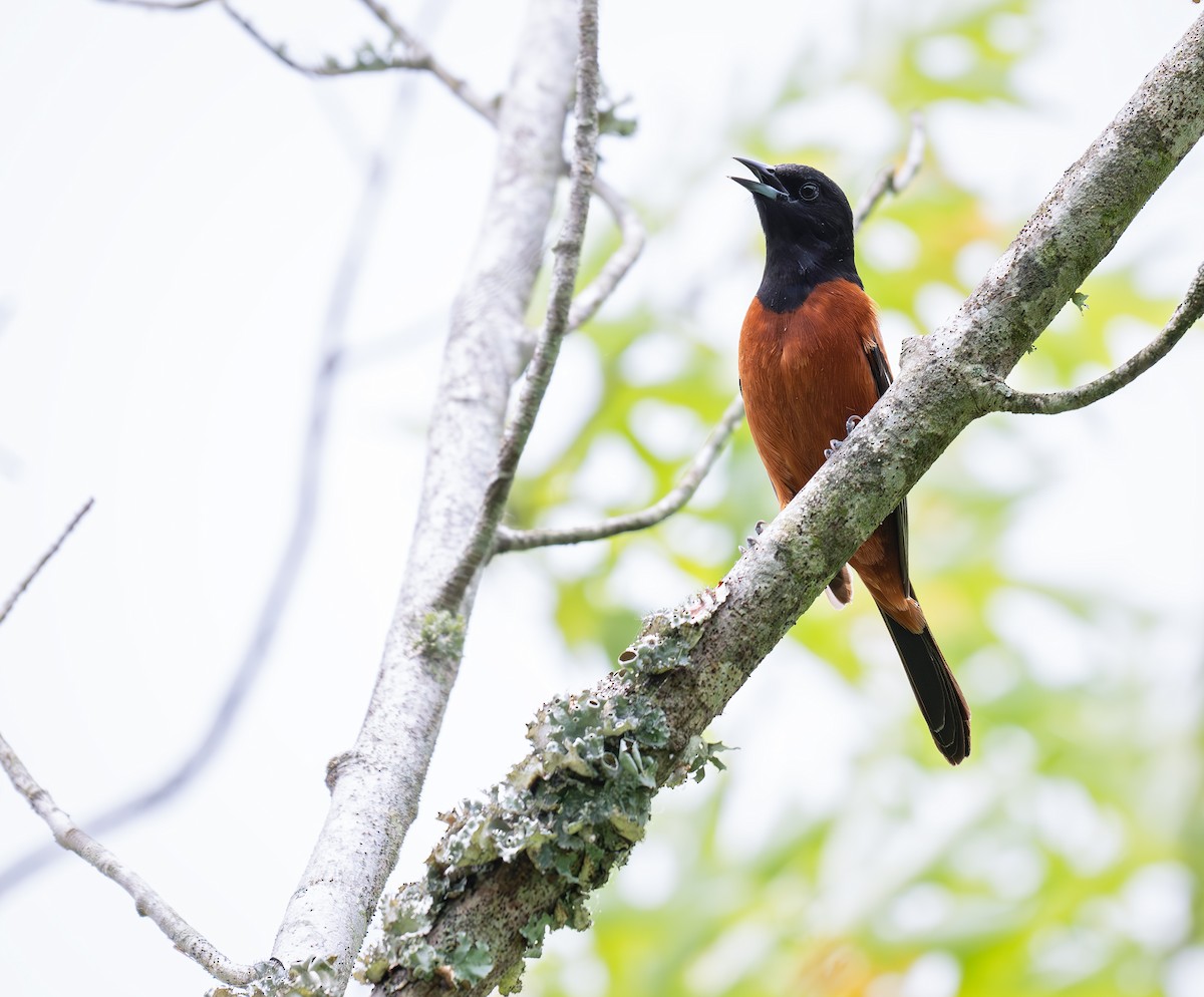 Orchard Oriole - ML621012544