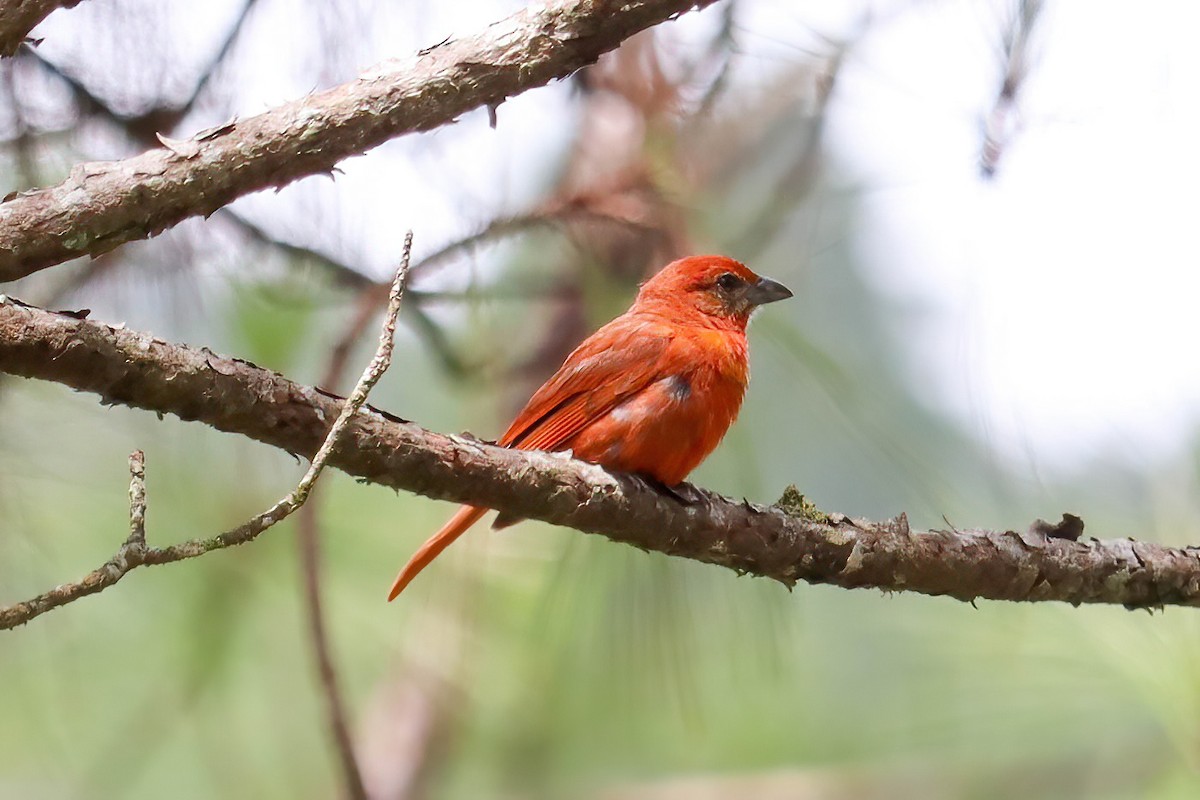 Hepatic Tanager - ML621012547