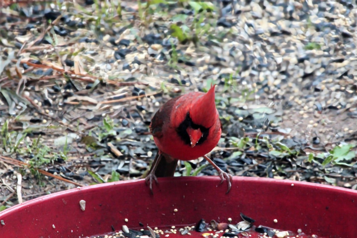 Cardinal rouge - ML621012555