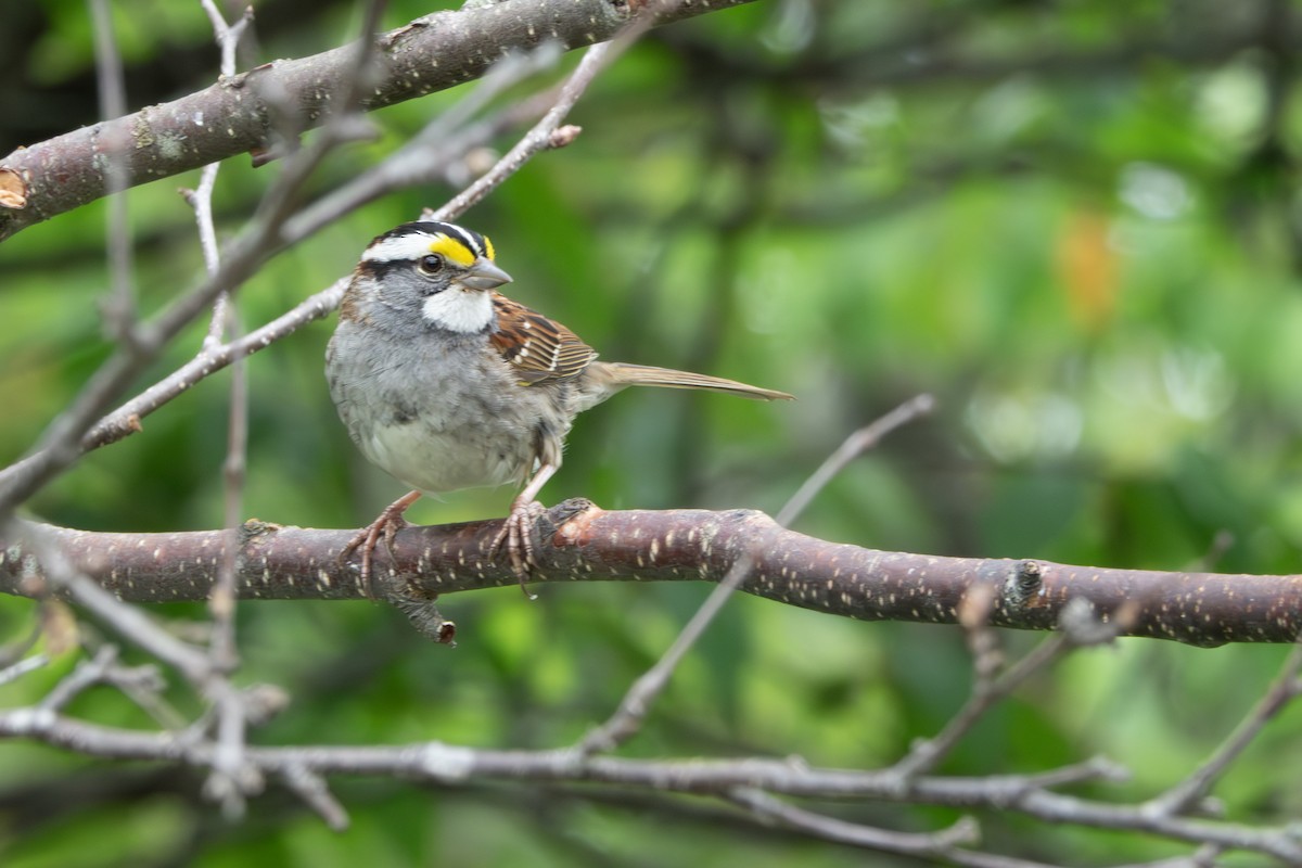 White-throated Sparrow - ML621012562