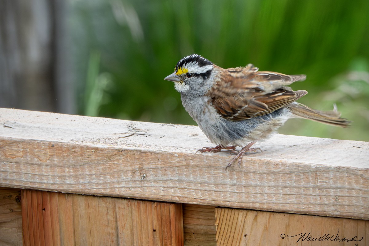 White-throated Sparrow - ML621012563