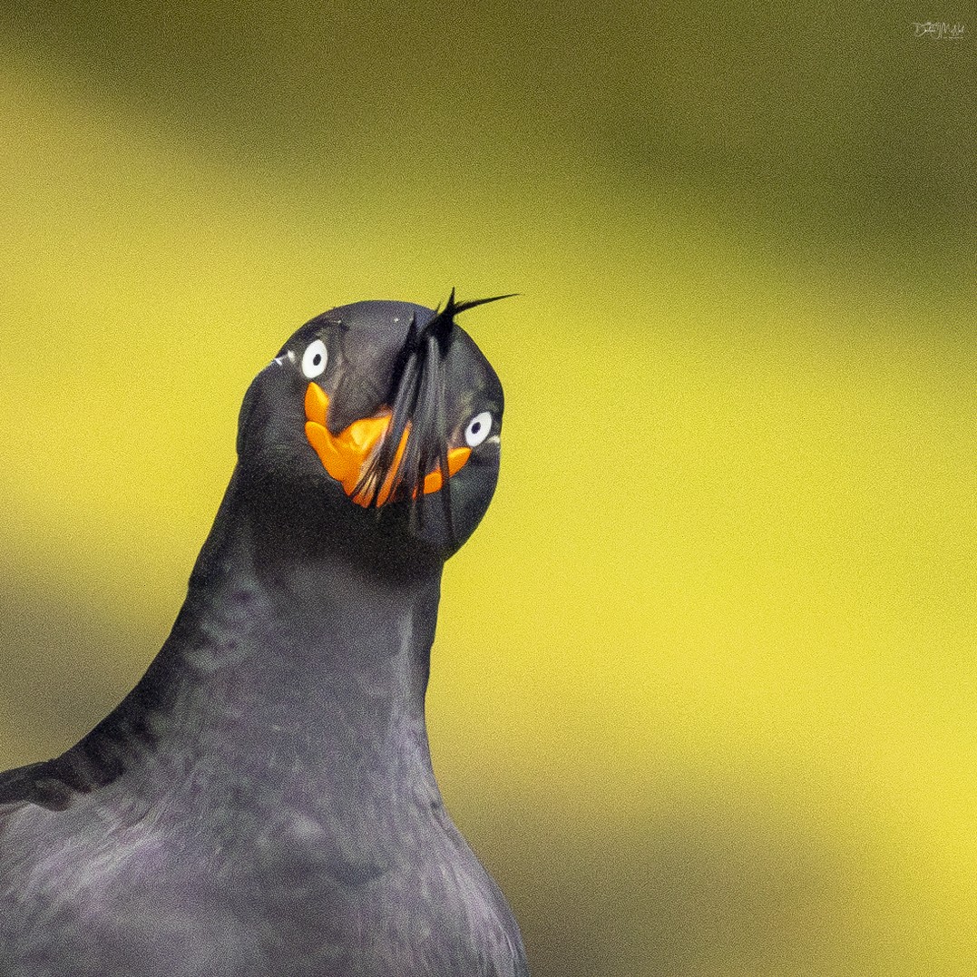 Crested Auklet - ML621012595