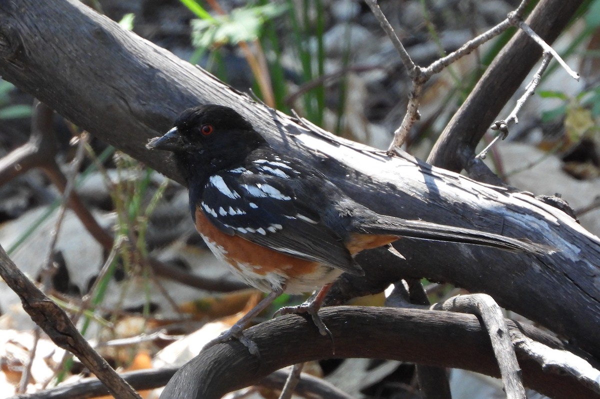 Spotted Towhee - ML621012597