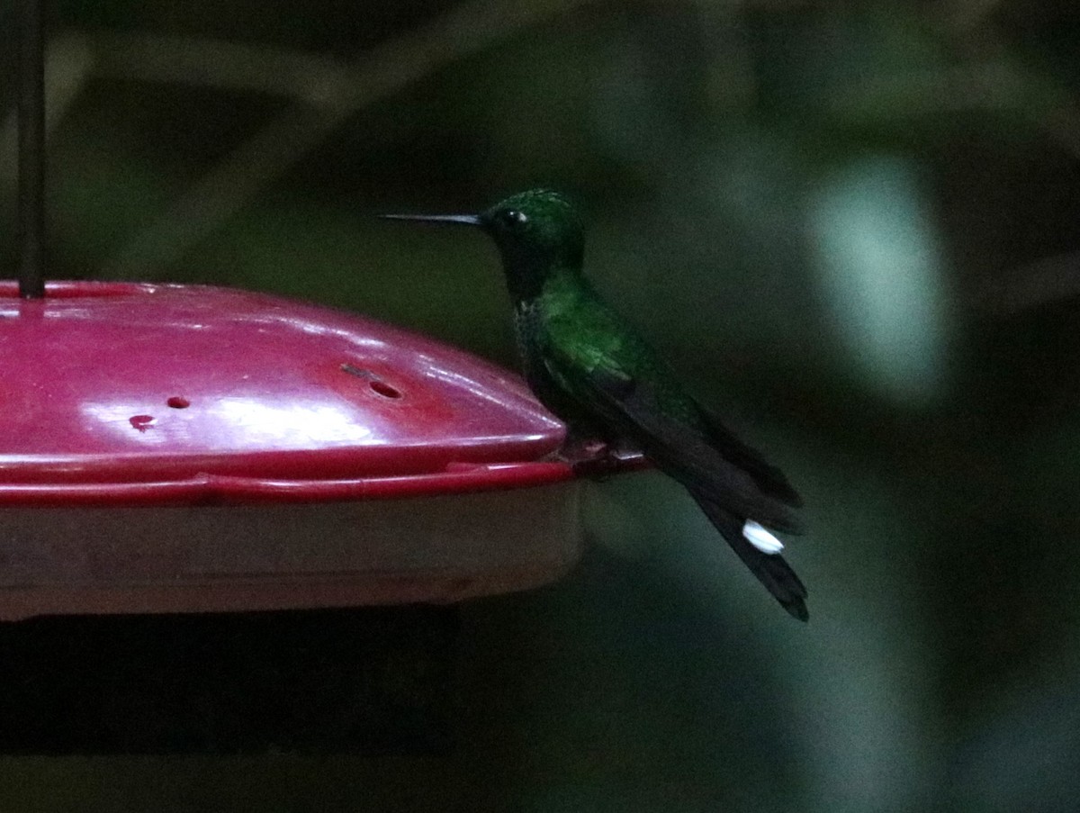 kolibřík rezavořitý - ML621012598