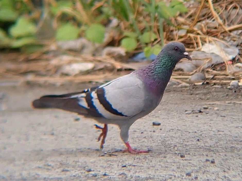 Pigeon biset (forme domestique) - ML621012599