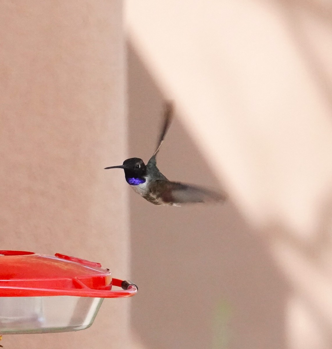 Black-chinned Hummingbird - ML621012601