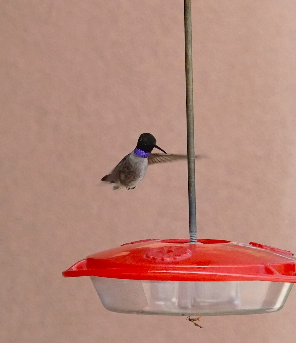 Black-chinned Hummingbird - ML621012602