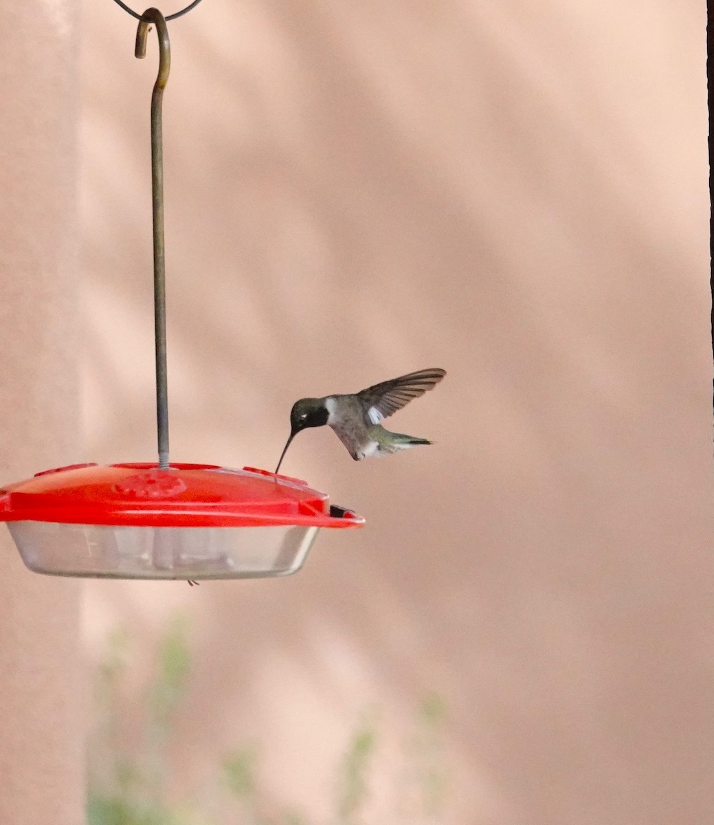 Black-chinned Hummingbird - ML621012603