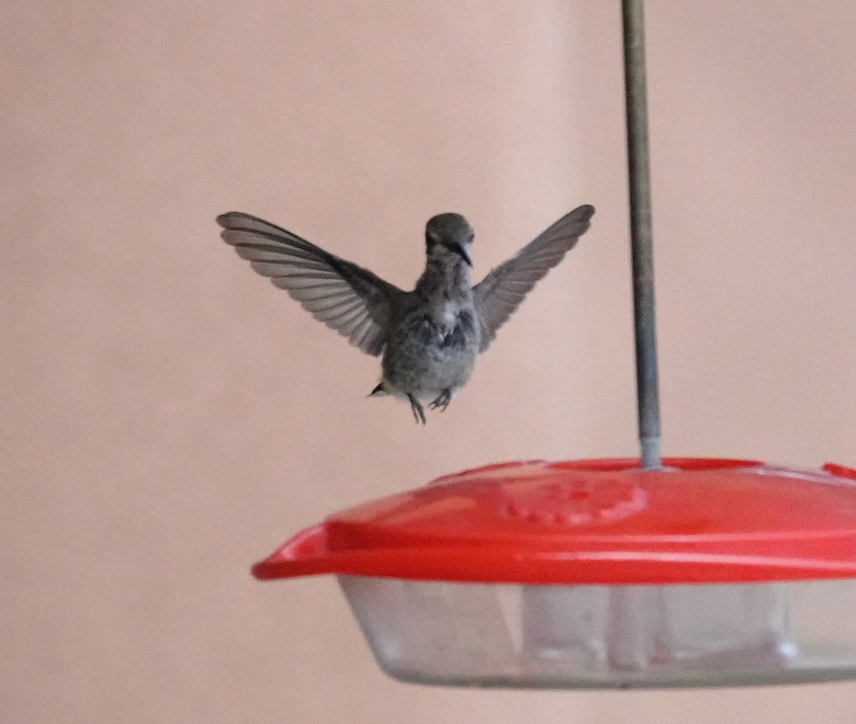 Black-chinned Hummingbird - Brian Lineaweaver
