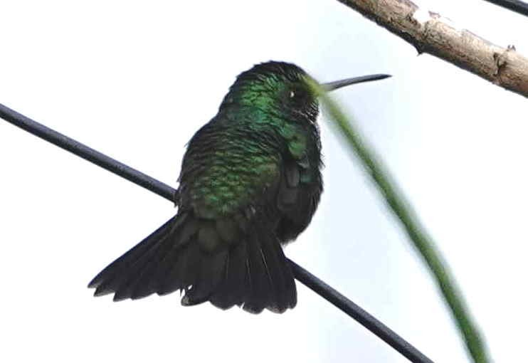 kolibřík zrcadlový - ML621012616