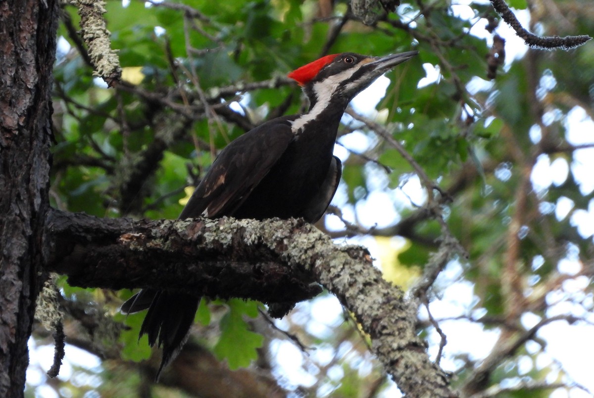 Pileated Woodpecker - ML621012622