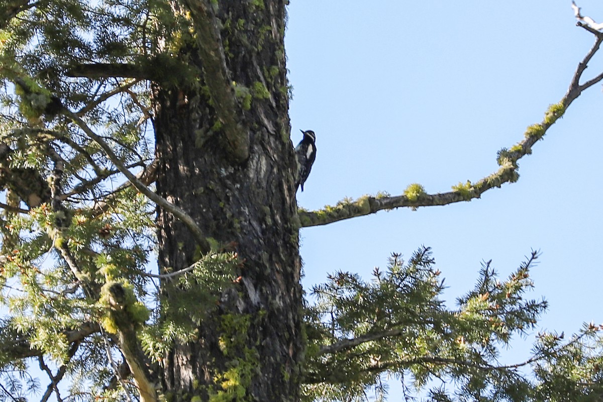 Williamson's Sapsucker - ML621012632