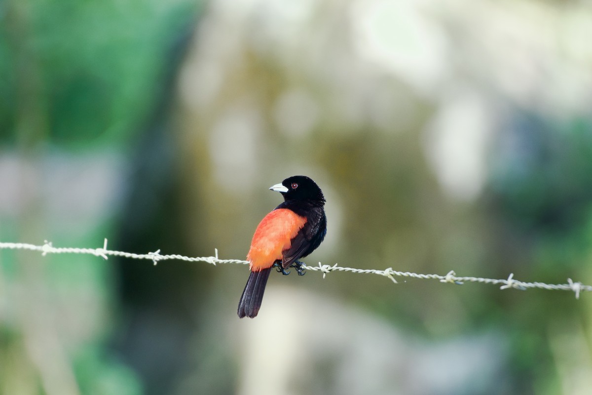 Scarlet-rumped Tanager - ML621012635