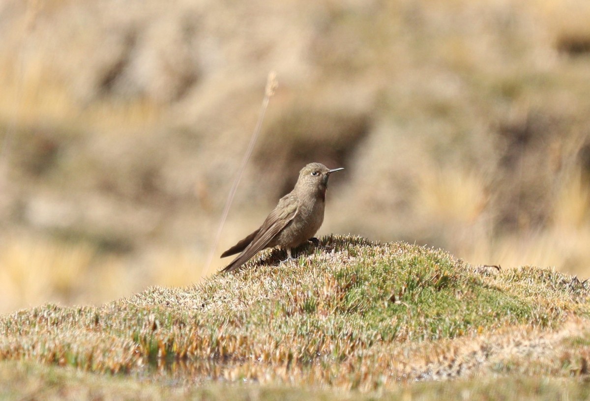 Olivaceous Thornbill - ML621012647