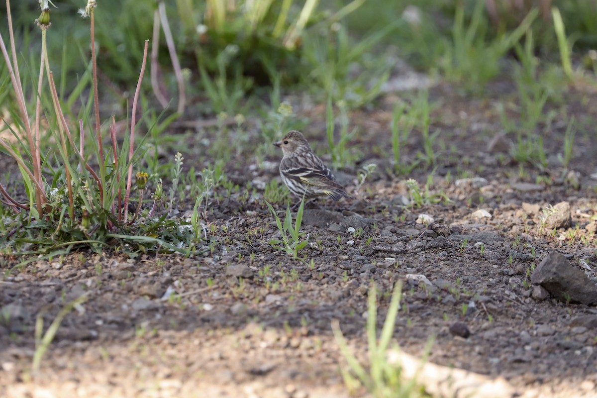 Pine Siskin - ML621012648