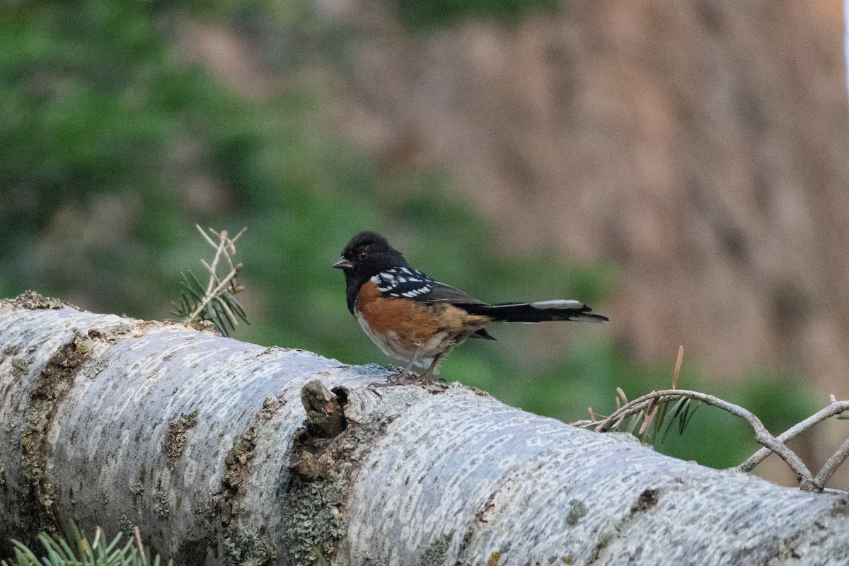 Spotted Towhee - ML621012656