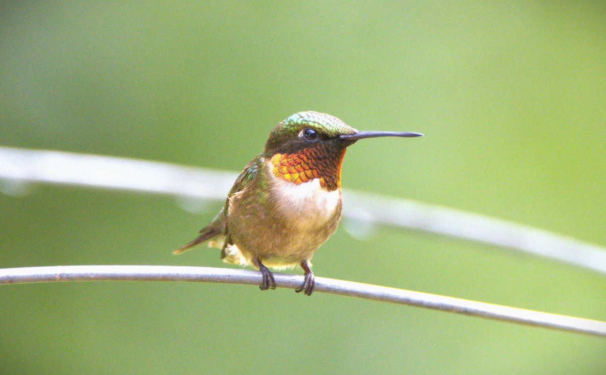 Ruby-throated Hummingbird - ML621012661