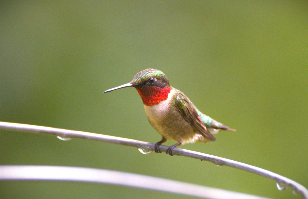 Ruby-throated Hummingbird - ML621012662