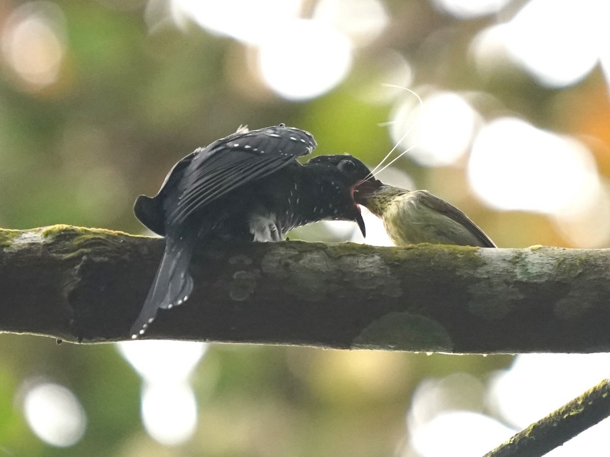 Pin-striped Tit-Babbler - ML621012672