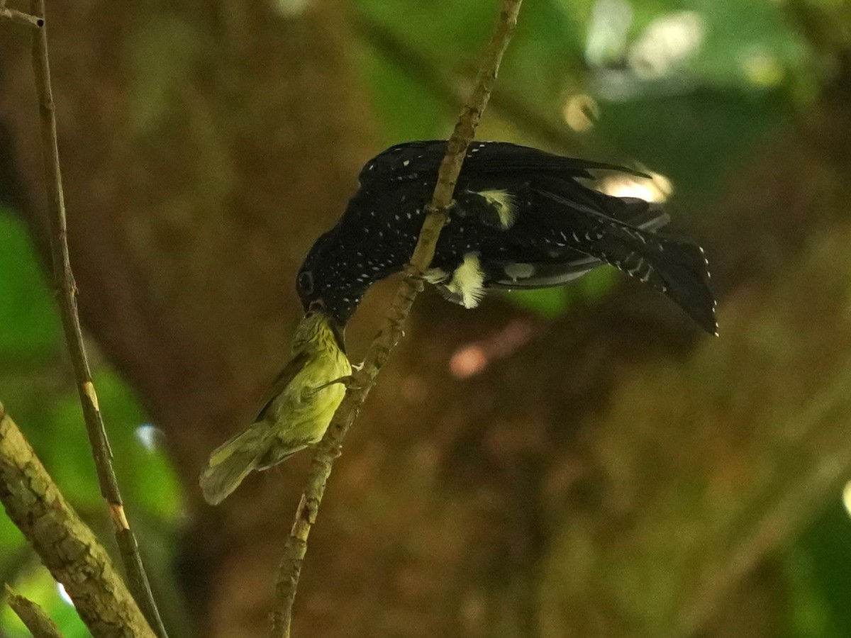 Pin-striped Tit-Babbler - ML621012673