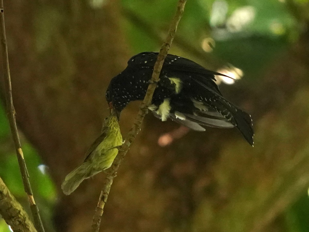 Pin-striped Tit-Babbler - ML621012674