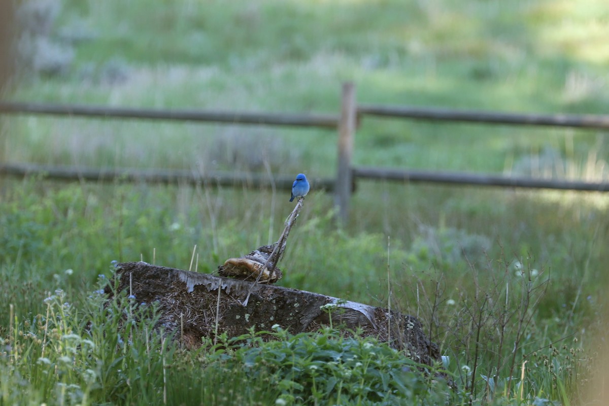Mountain Bluebird - ML621012697