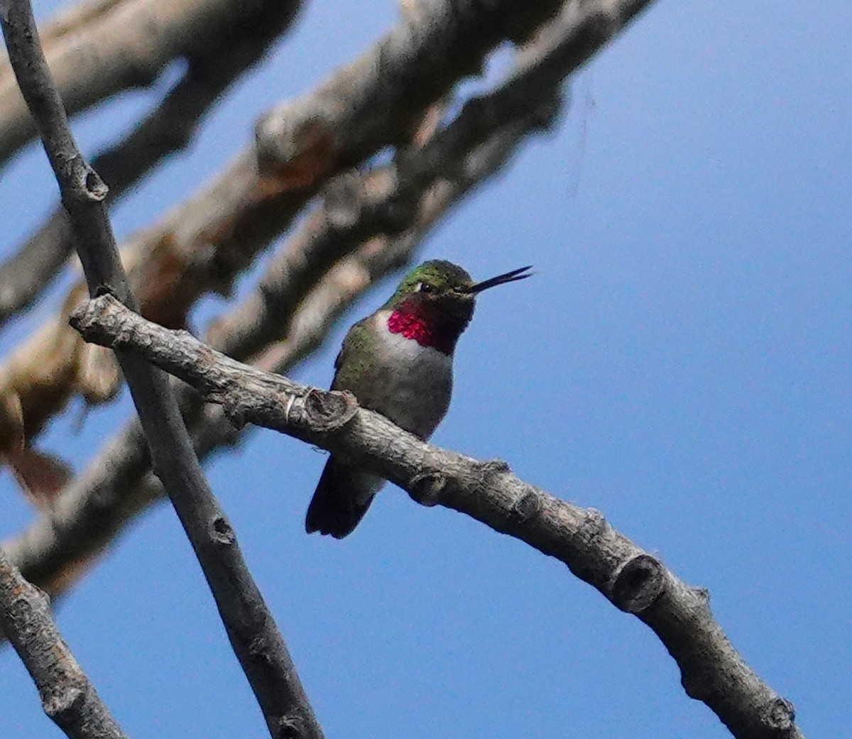 Broad-tailed Hummingbird - ML621012732