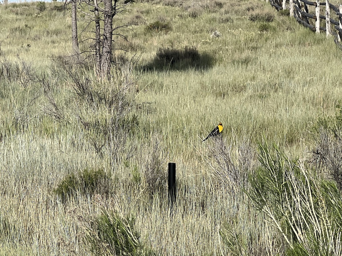 Yellow-headed Blackbird - ML621012735