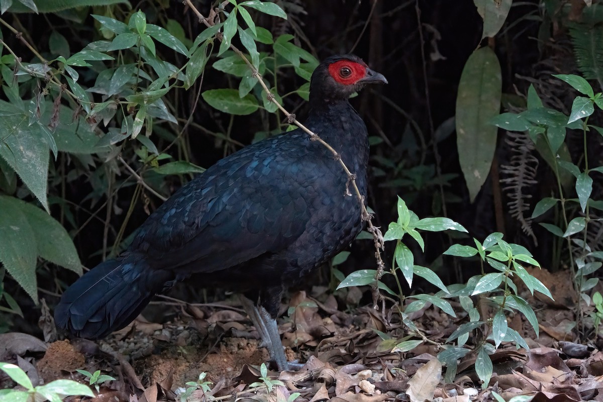 Malayan Crestless Fireback - ML621012737