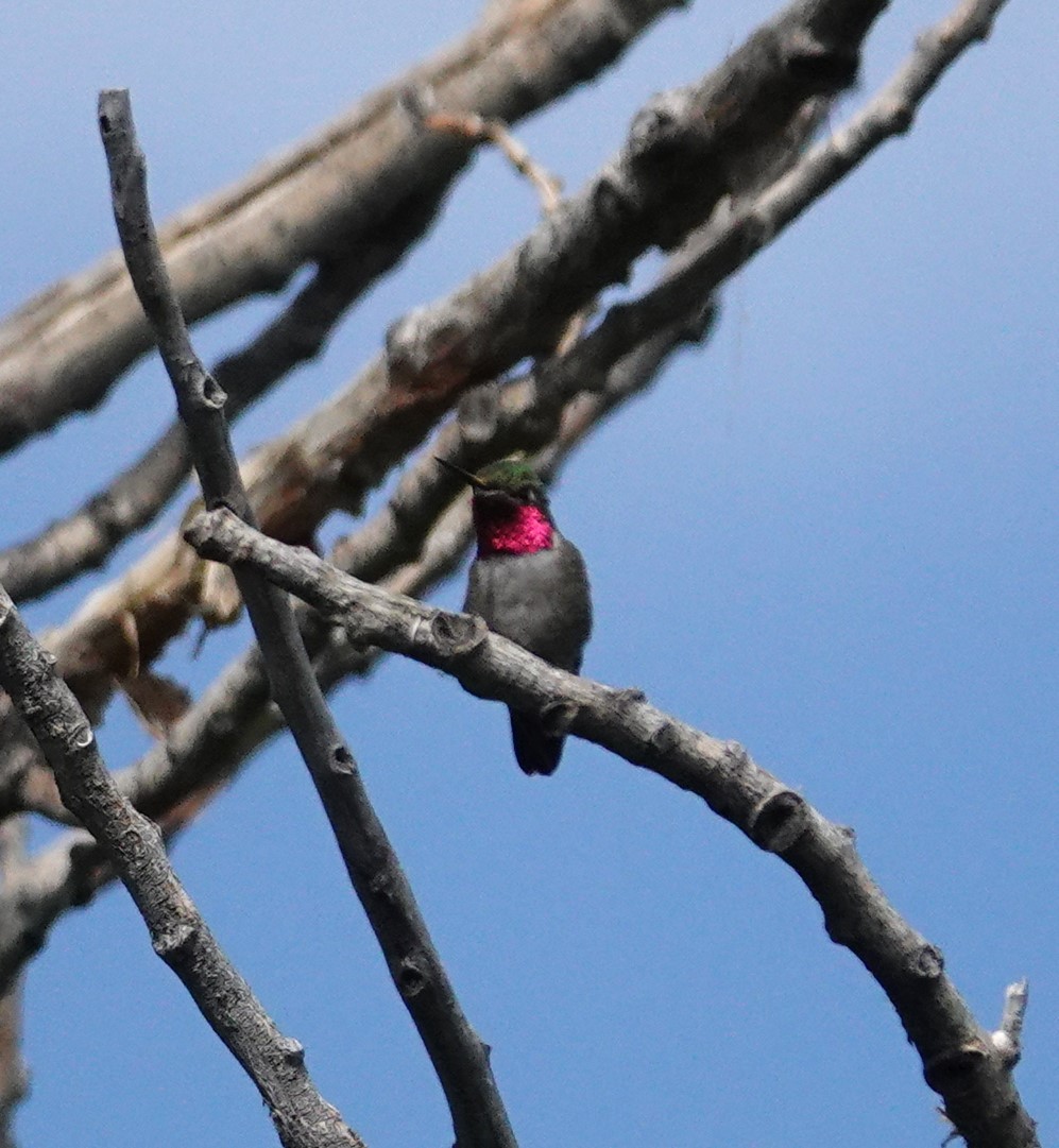 Broad-tailed Hummingbird - ML621012747
