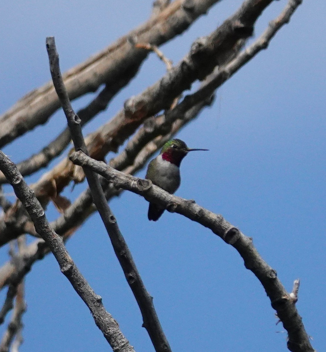 Broad-tailed Hummingbird - ML621012748