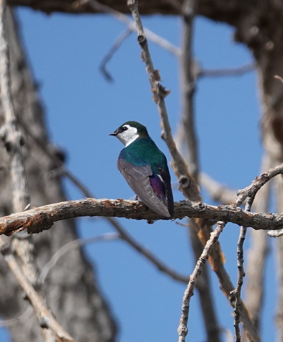 Violet-green Swallow - ML621012758