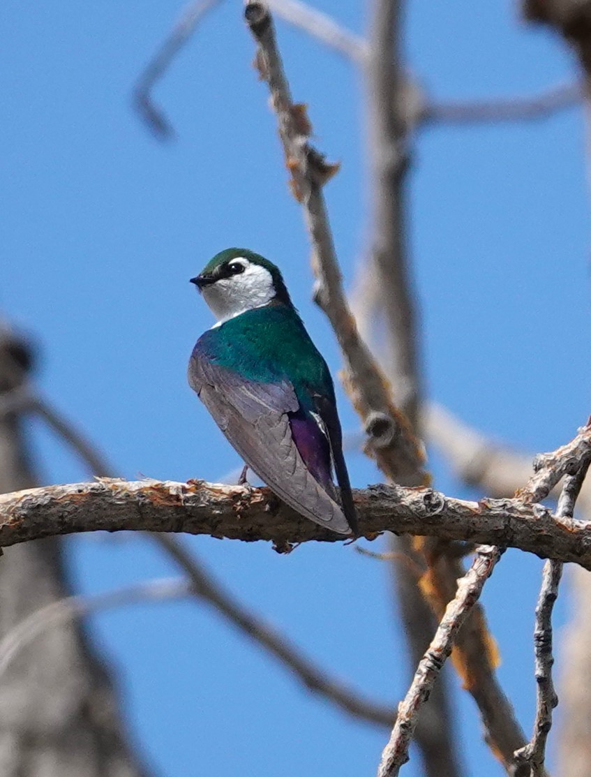 Violet-green Swallow - ML621012759