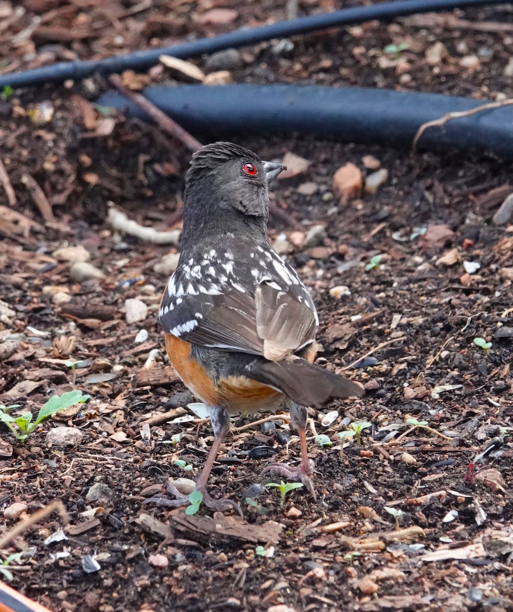 Spotted Towhee - ML621012818