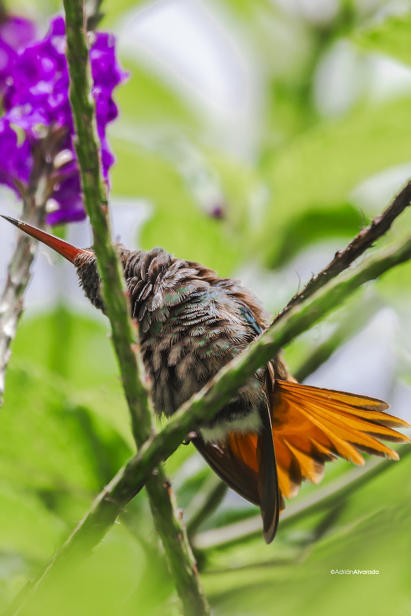 Rufous-tailed Hummingbird - ML621012832