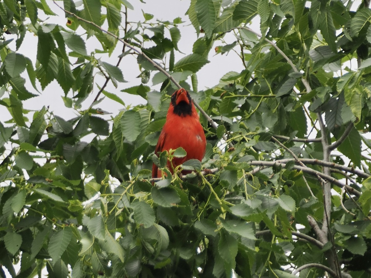 Cardinal rouge - ML621012833