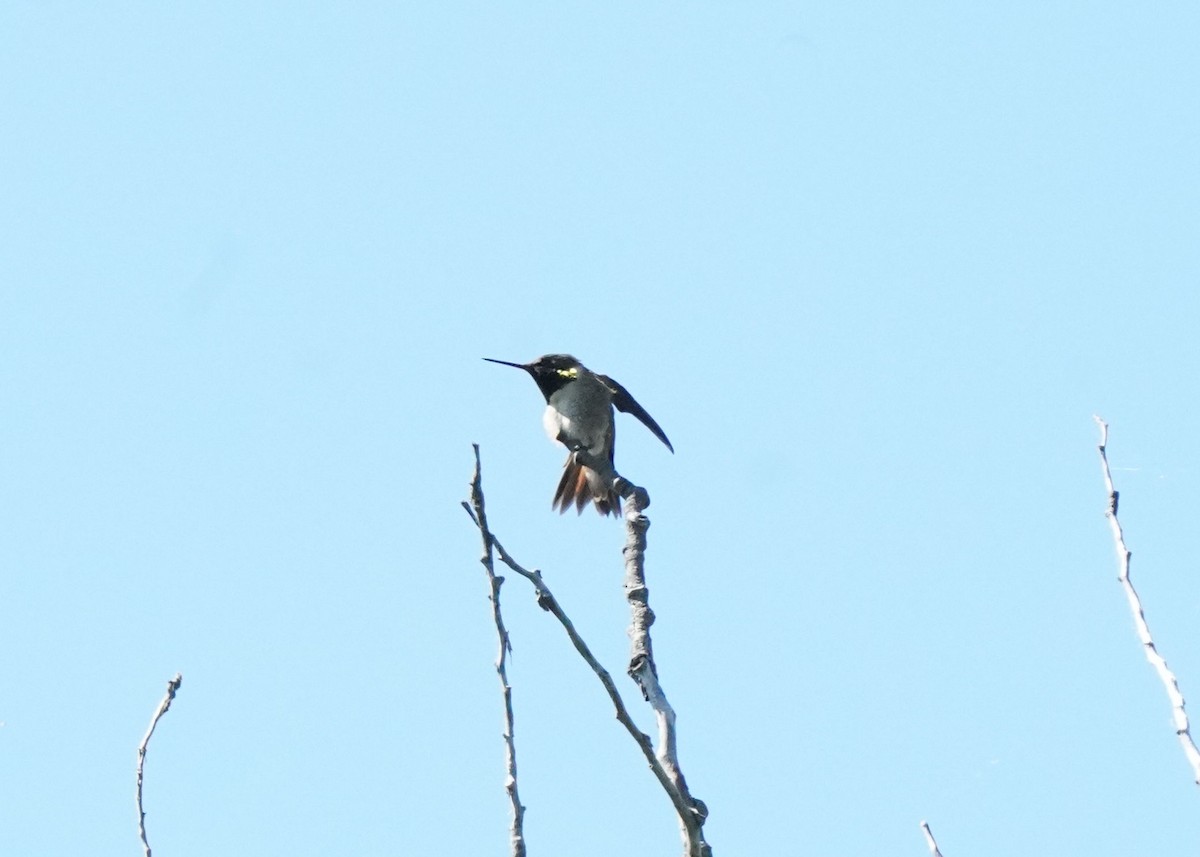 Rufous Hummingbird - ML621012846