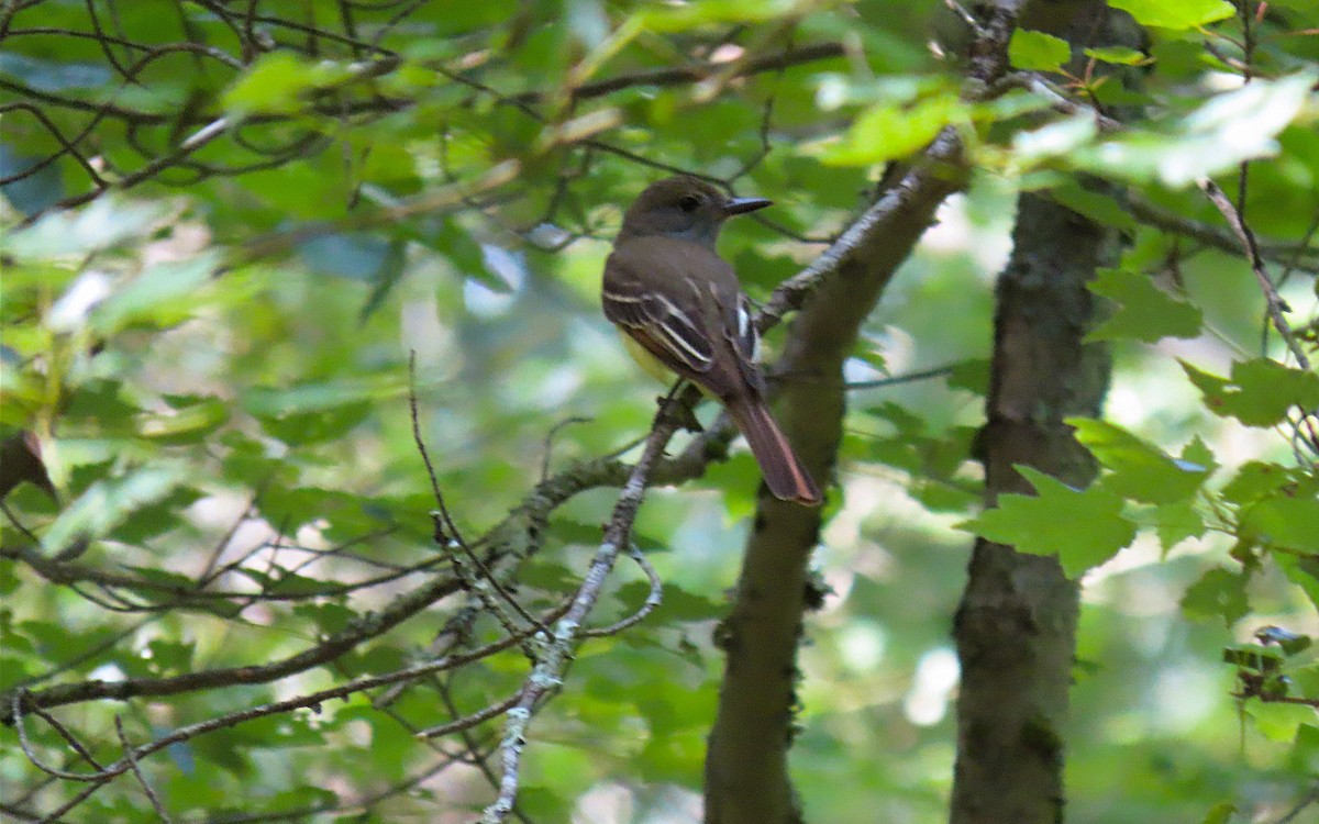 Great Crested Flycatcher - ML621012875