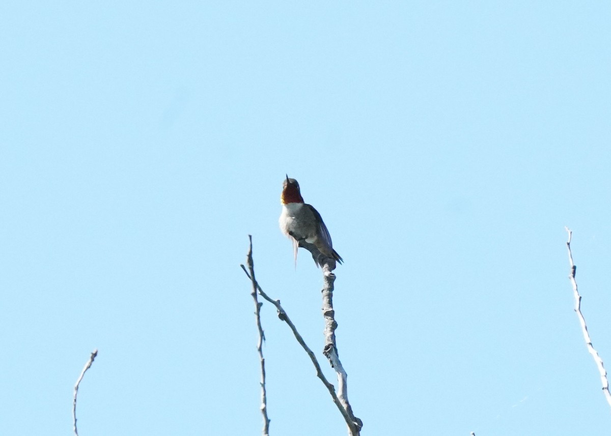 Rufous Hummingbird - ML621012883