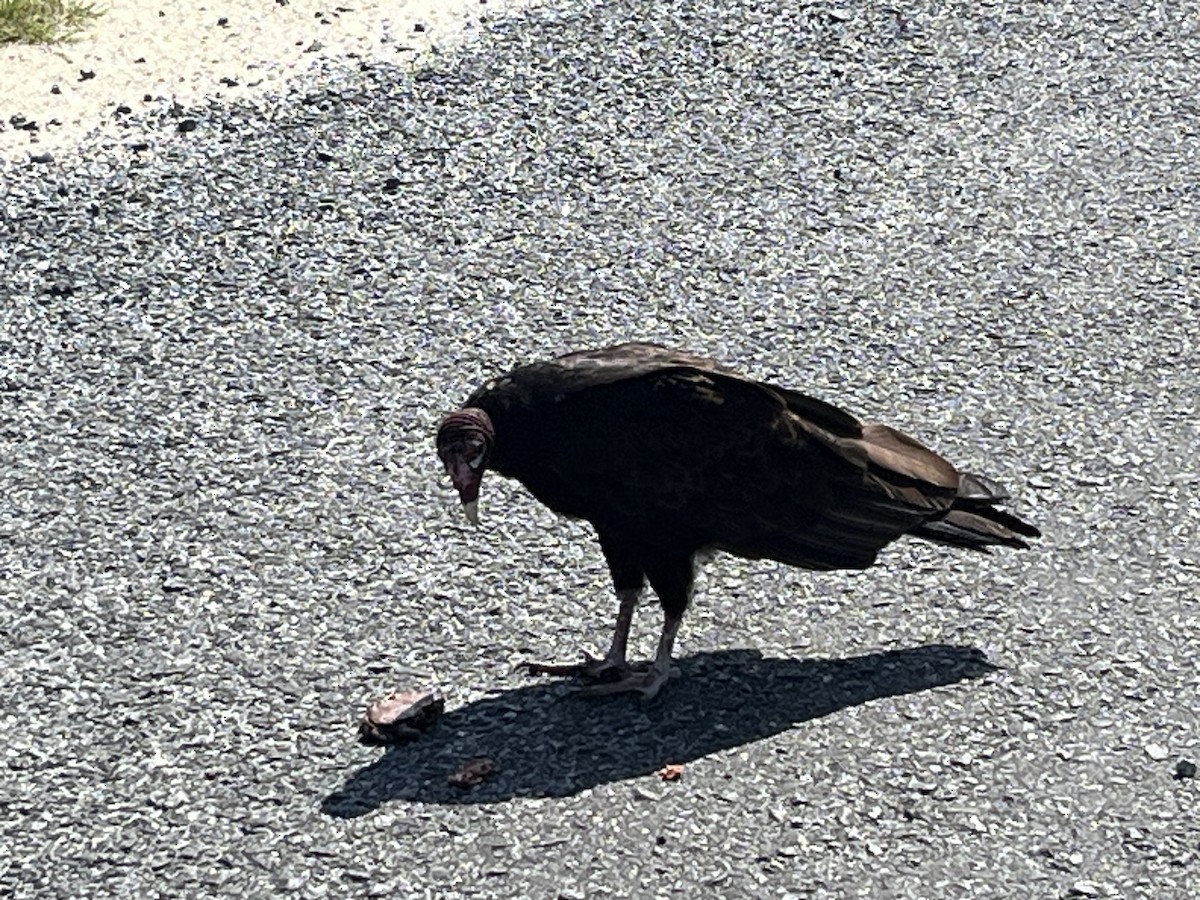 Turkey Vulture - ML621012886
