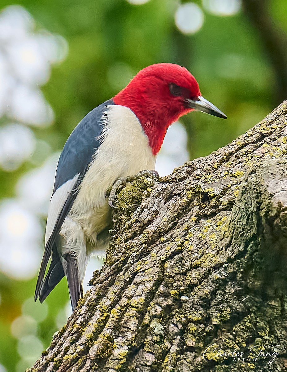 Red-headed Woodpecker - ML621012931