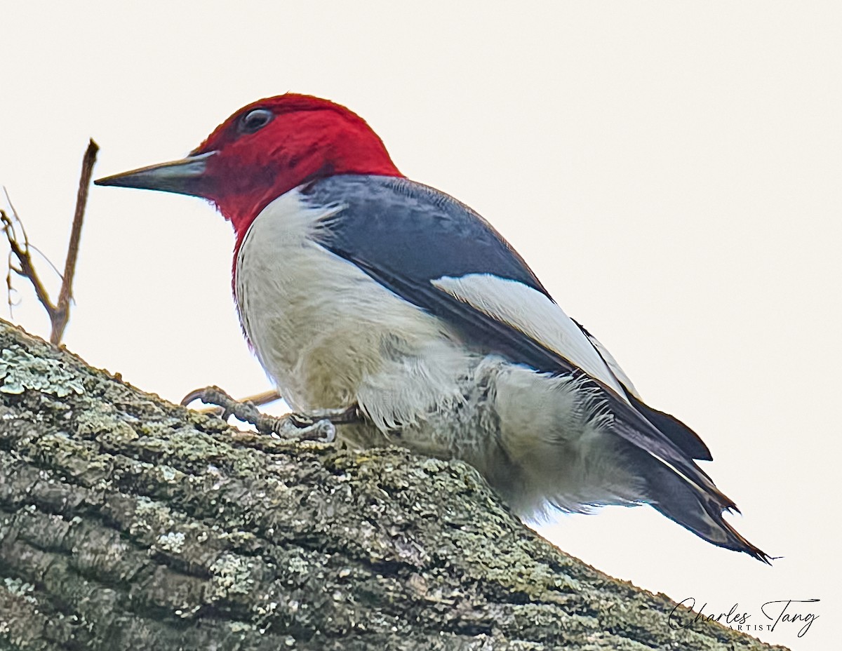 Red-headed Woodpecker - ML621012951