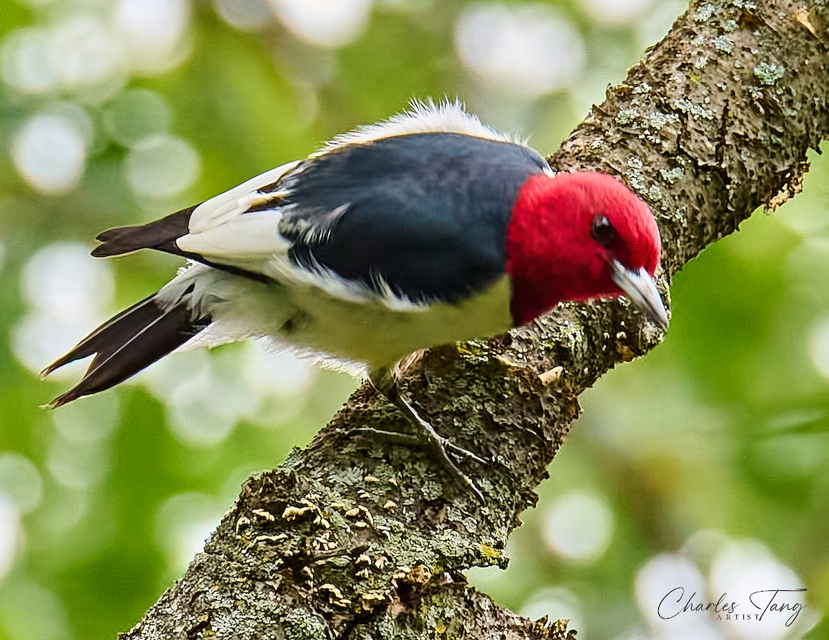 Red-headed Woodpecker - ML621012959