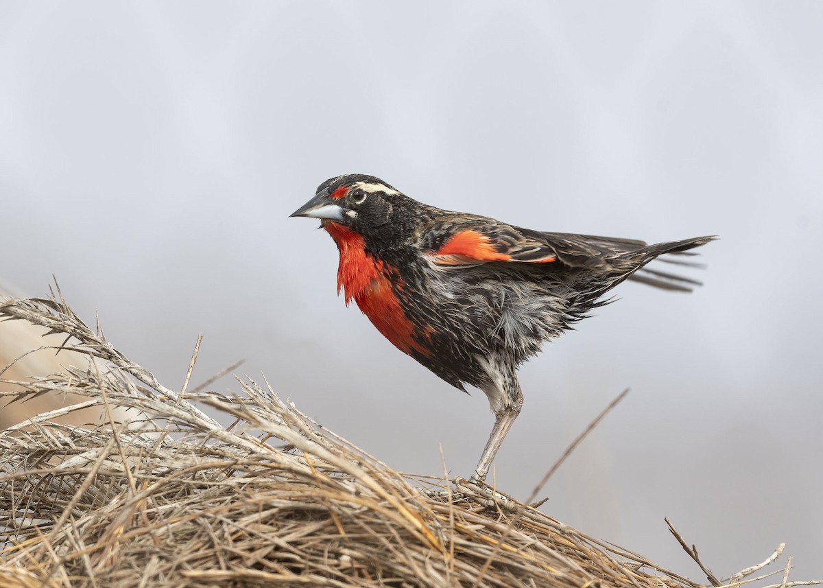 Peruvian Meadowlark - ML621012964